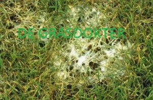 sneeuwschimmel gazon