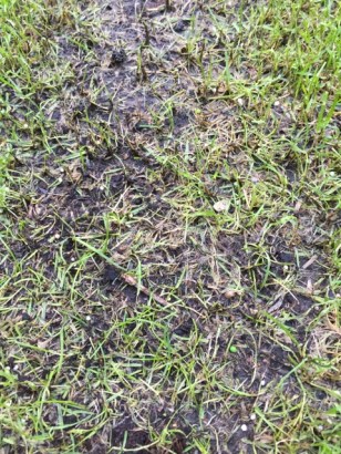 zwarte schimmel in het gazon zwarte schimmel in het gazon