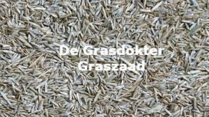 wanneer kun je het gazon bijzaaien