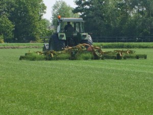 gazon onderhoud in juni