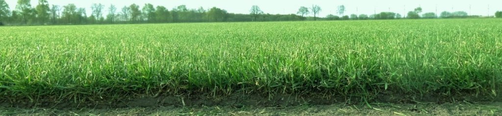 juiste graszaad voor gazon