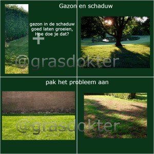 gazon in schaduw