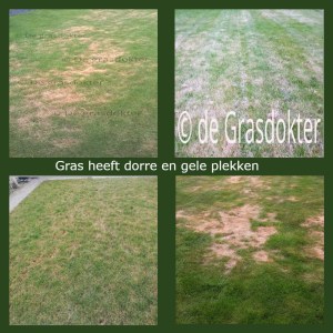 geel gazon na droogte of veel regen